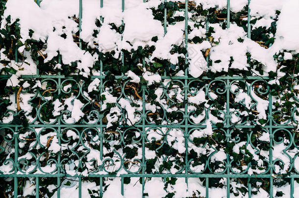 绿色的藤蔓生长在覆盖着雪的钢栅栏上