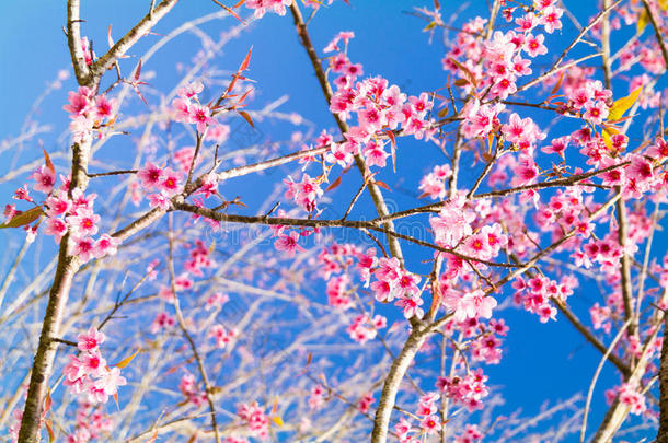 野生喜马拉雅樱花