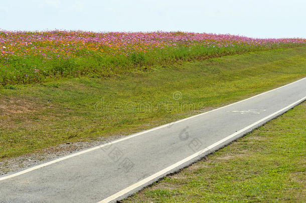 自行车艾琳和花