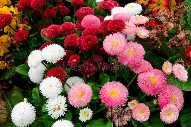 在公园里绽放出美丽的红色、白色和粉红色的玛格丽特雏菊花
