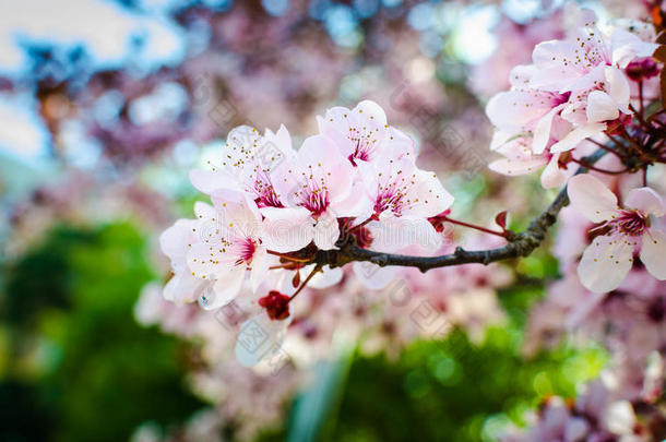 春天盛开的树，新鲜的粉红色的花在树枝上，植物