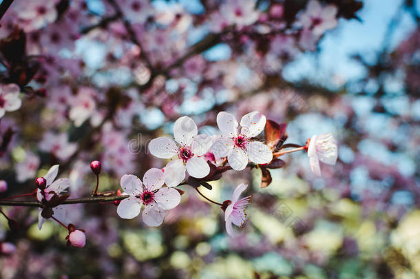 春天盛开的树，新鲜的粉红色的花在树枝上，植物