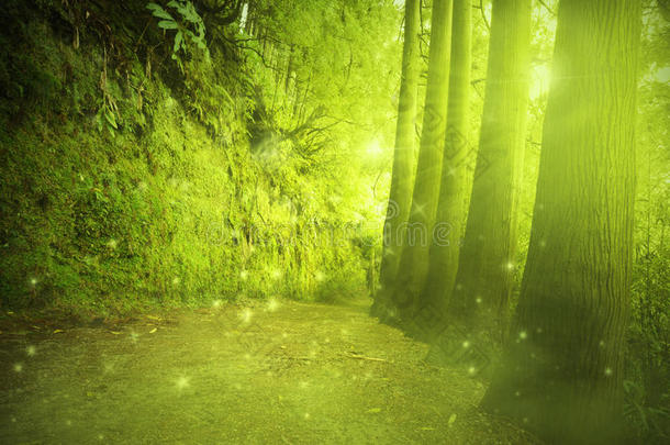 美丽的景色在一个神秘的森林与童话般的光