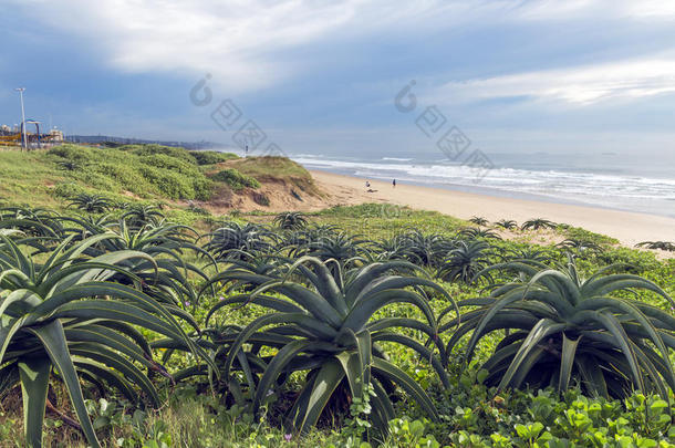 海滩沙丘上的绿色沙丘植被和芦荟植物