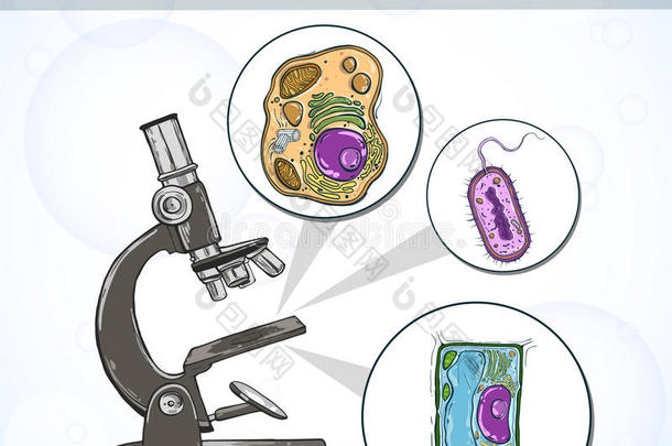 显微镜下的细胞。 科学实验室