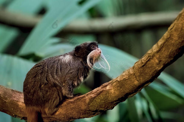 帝王塔玛林猴子在丛林环境中。 萨古努斯统治者