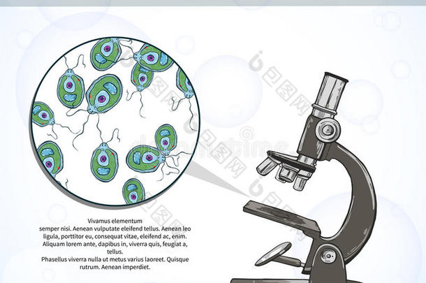 显微镜下的衣藻。科学实验室