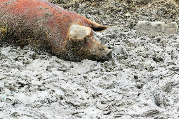 动物农场肮脏的猪牲畜