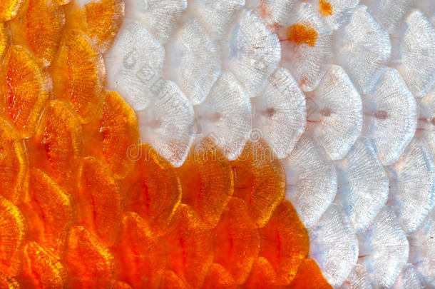 特写橙色和白色闪亮的锦鲤鱼鳞背景