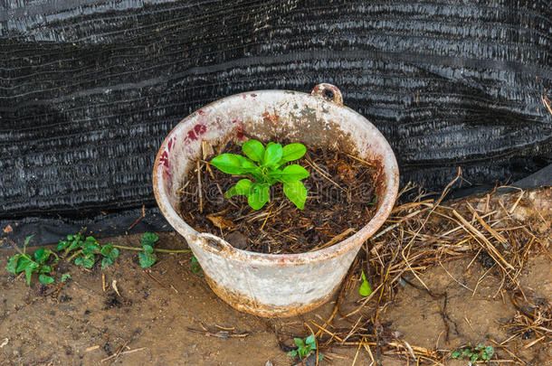 旧塑料桶中的新鲜绿色小石灰植物