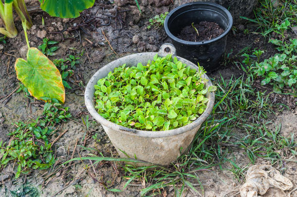 旧塑料桶中的新鲜绿色小植物