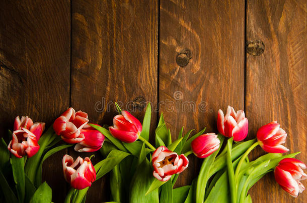 树上一束郁金香。 木板上漂亮的郁金香。 木板上的红白色郁金香。