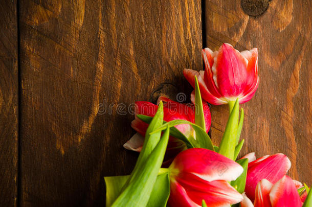 <strong>树上</strong>一束郁金香。 木板上<strong>漂亮</strong>的郁金香。 木板上的红白色郁金香。