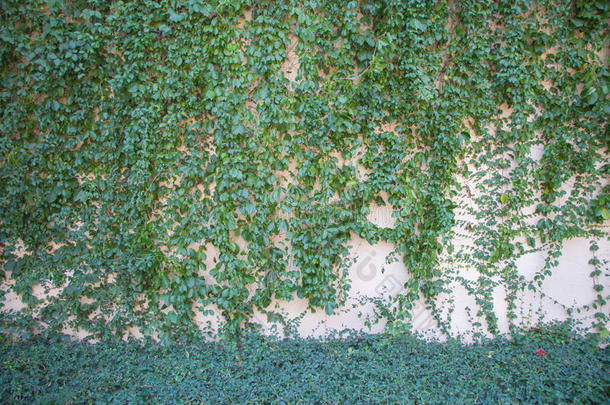 混凝土墙上的绿色树状植物