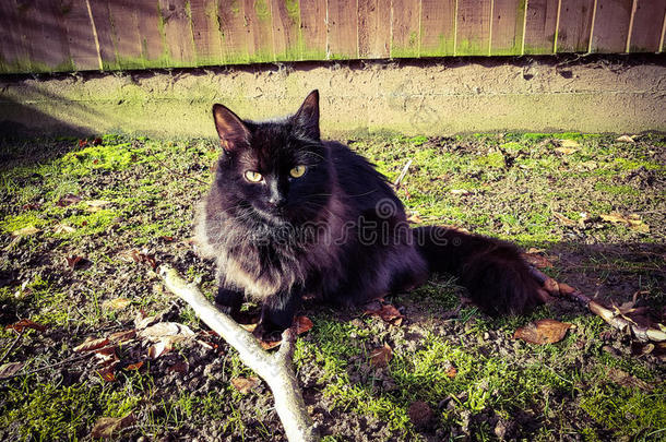 黑烟猫在花园里玩树枝