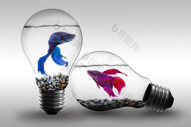 鱼在水中的电灯泡的概念和想法背景