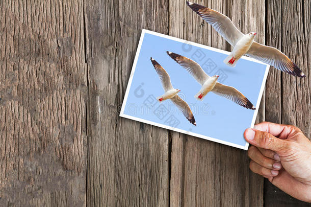 手拿着飞行海鸥的照片，另一只海鸥在老式的木背景下从框架中飞出来