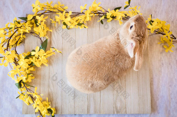 复活节兔子与黄色春天<strong>连翘</strong>花