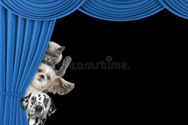 可爱的狗和猫躲在窗帘后面