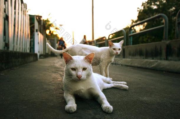 动物猫白天宠物街道