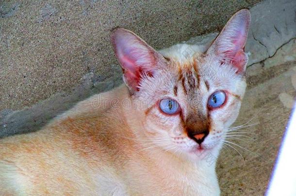 蓝眼猫