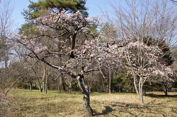 早春<strong>梅花开</strong>