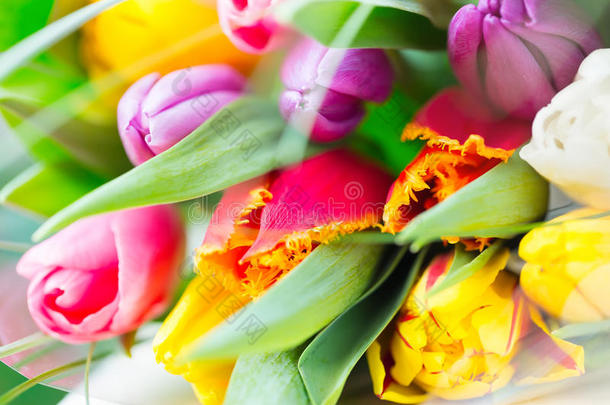 五颜六色的春天郁金香花特写作为背景