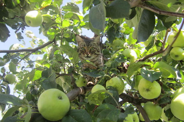 猫和苹果