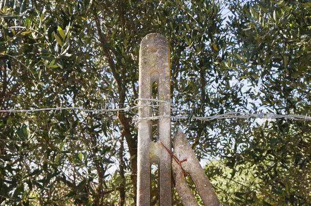 橄榄树下的乡村铁丝网-概念图