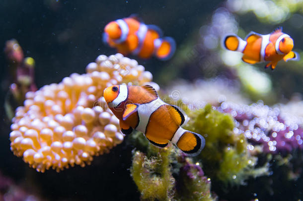 小丑鱼，圆形的Ocellaris，在海葵周围游泳