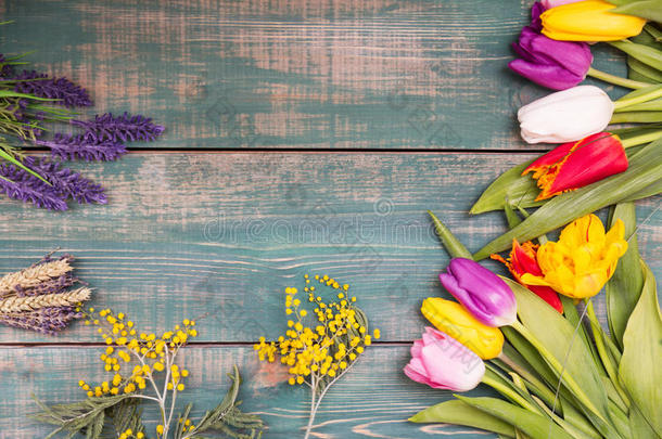 五颜六色的春天郁金香花在绿色木制背景与含羞草和薰衣草作为贺卡与自由空间