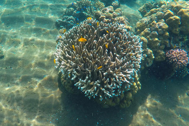 带热带鱼的珊瑚礁。 水下景观与黄色鱼类和锋利的珊瑚。