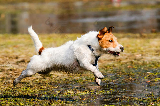 活动动物沼泽犬科动物条件