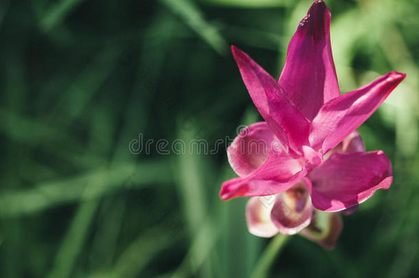 开花花儿植物学特写镜头颜色