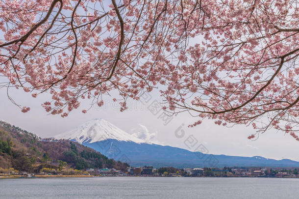 春天美丽的樱花和富士山