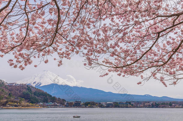 春天美丽的樱花和富士山