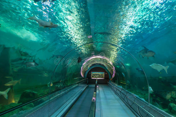 动物水族馆亚特兰大背景美丽的