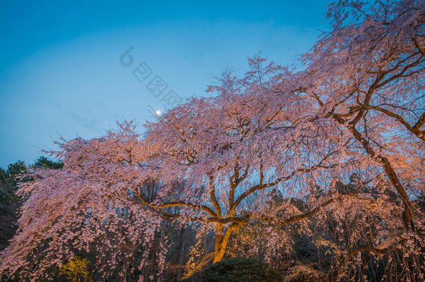 亚洲开花花儿蓝色分支