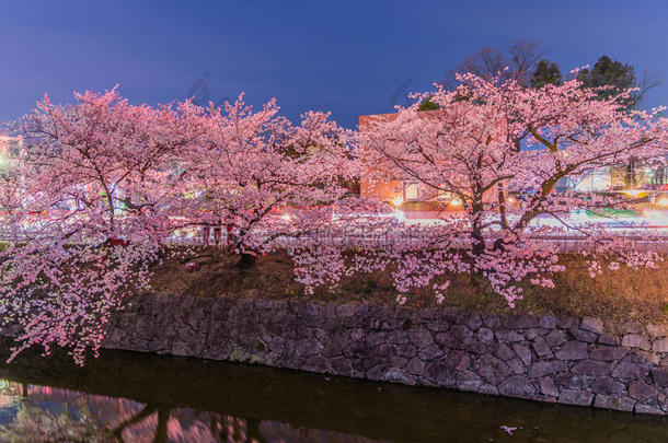 日本夜晚樱花盛开