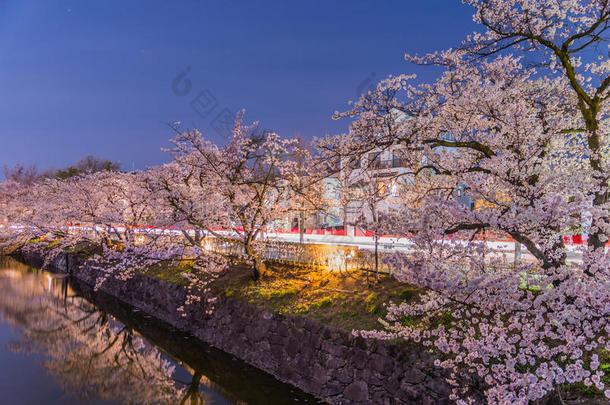日本夜晚樱花盛开