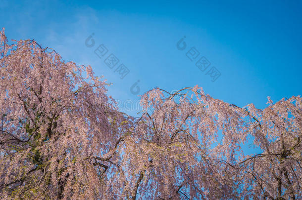 广崎城堡春天的樱花