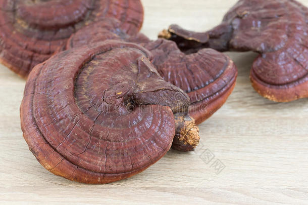 木上灵芝蘑菇