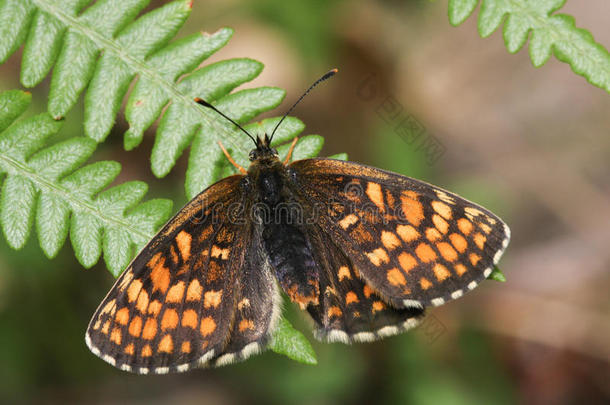 一种令人惊叹的罕见的希思贝母蝴蝶，马丽塔亚，栖息在一只张开翅膀的蕨类植物上。