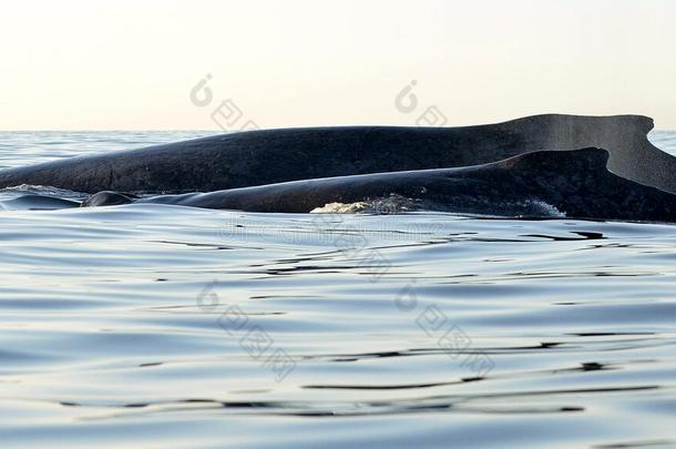 座头鲸妈妈和幼崽的背部。 鲸鱼在太平洋水域游泳。