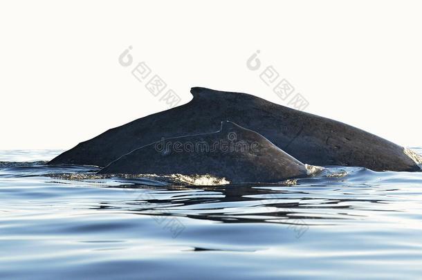 座头鲸妈妈和幼崽的背部。 鲸鱼在太平洋水域游泳。