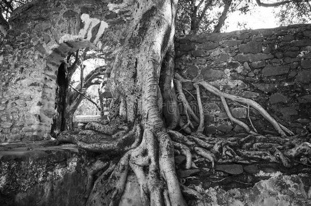 非洲埃塞俄比亚古遗址上的榕树或榕树