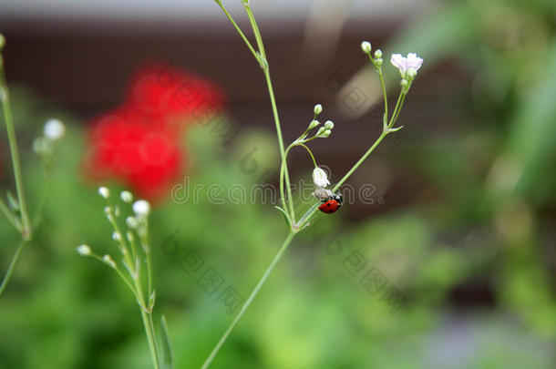 欧洲花园里的甲虫