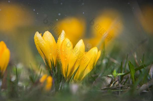 用水滴和雨水靠近黄色番红花