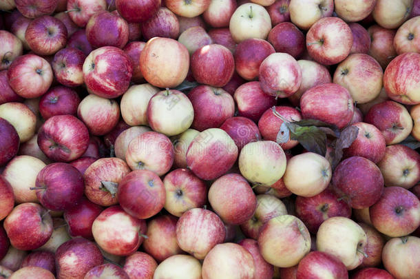 市场上新鲜的红苹果。 许多苹果是水果店的一个很好的背景。
