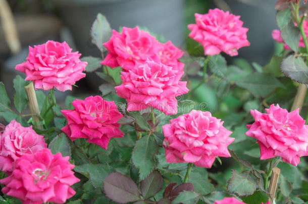 花园里美丽的粉红色玫瑰，背景为bl的粉红色玫瑰